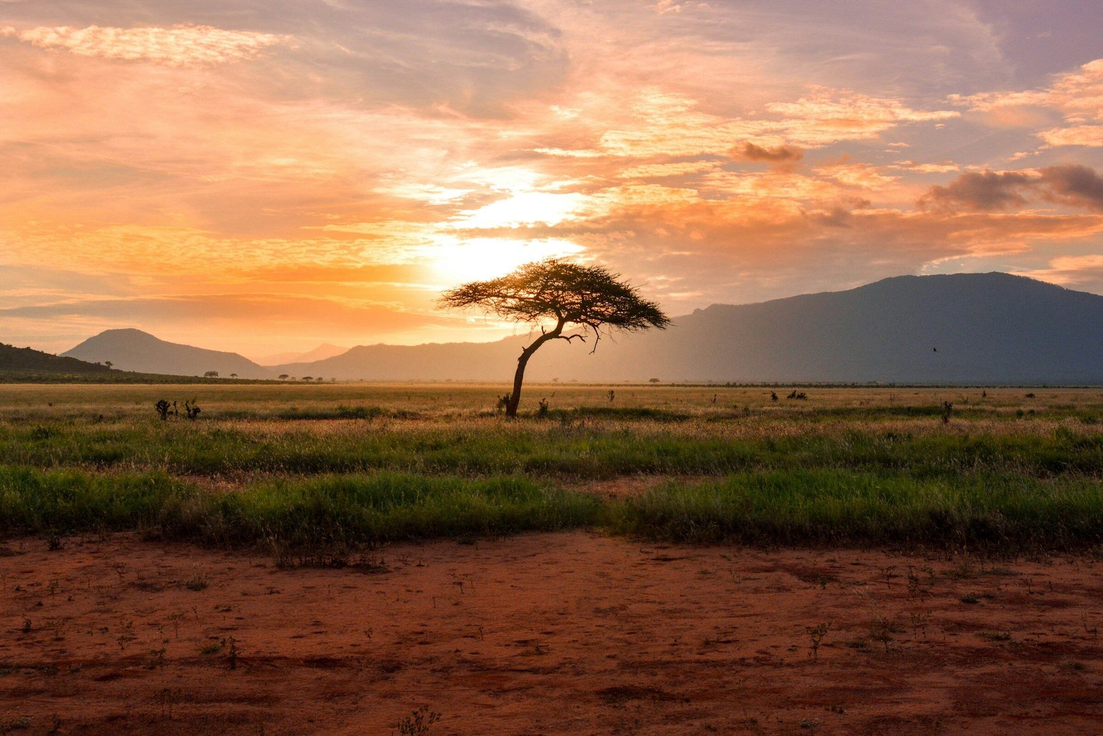 Lone acacia tree on open African savanna at golden hour