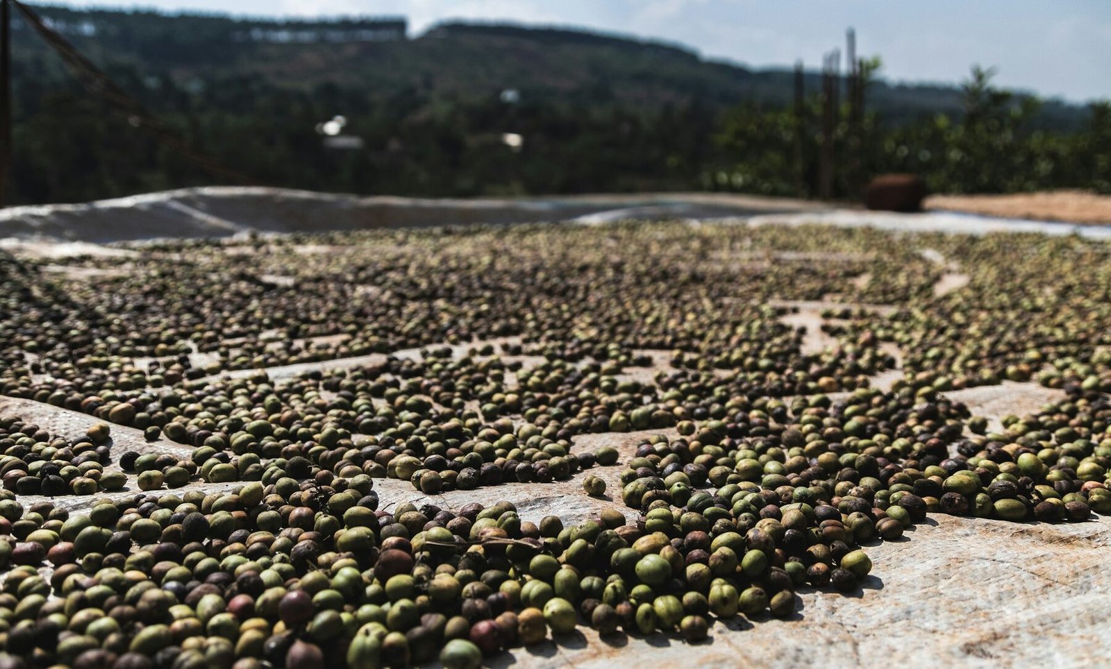 Coffee beans drying in the sun at a processing site