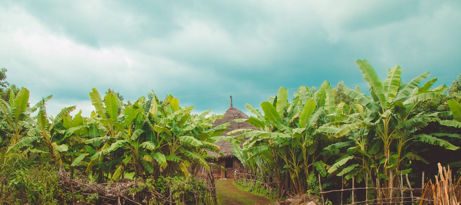 Lush banana plantation under open sky